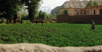 Frodig mark på landsbygda i Afghanistan