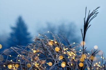 Strå med frost og lys